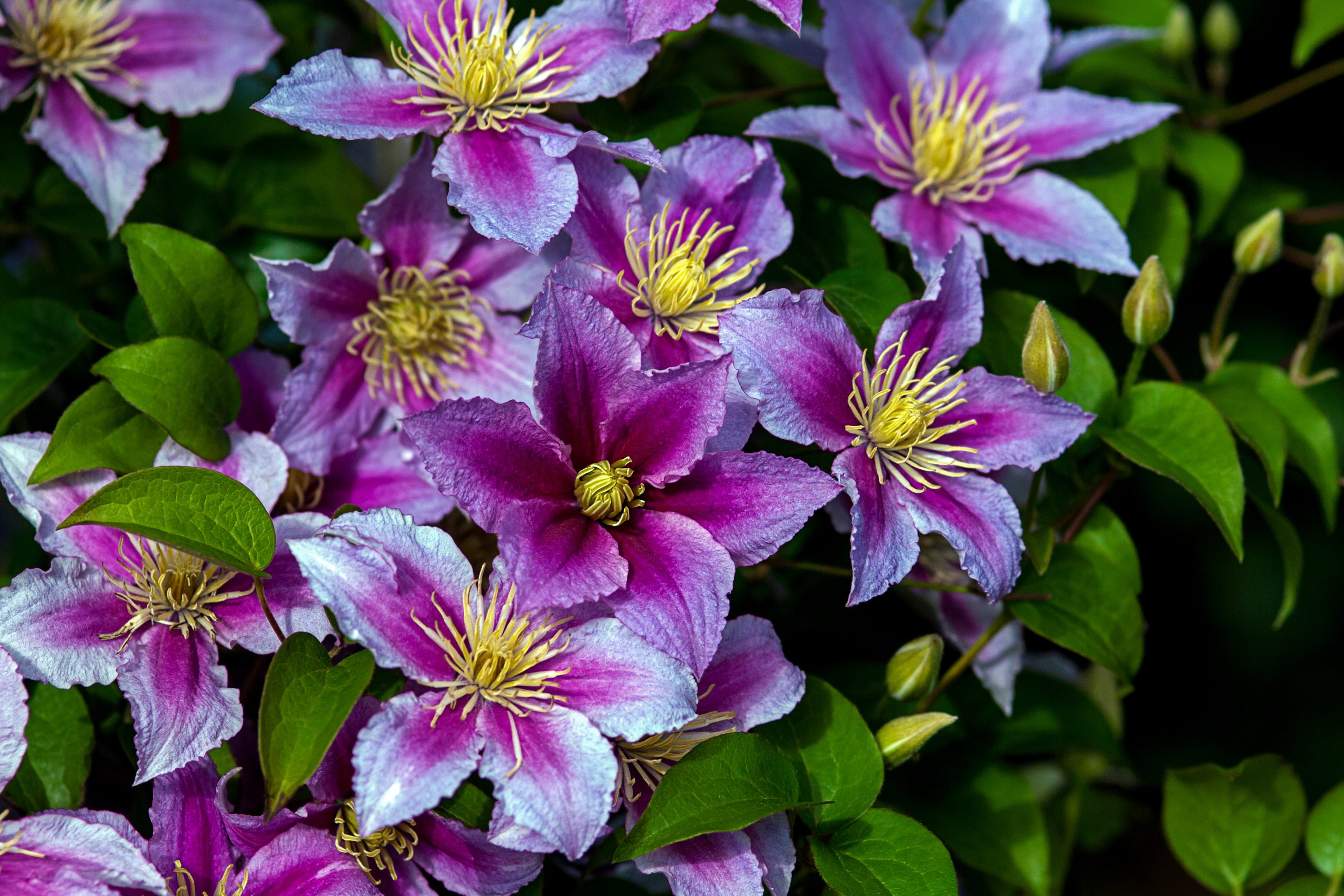 buchet de mireasa flori violet