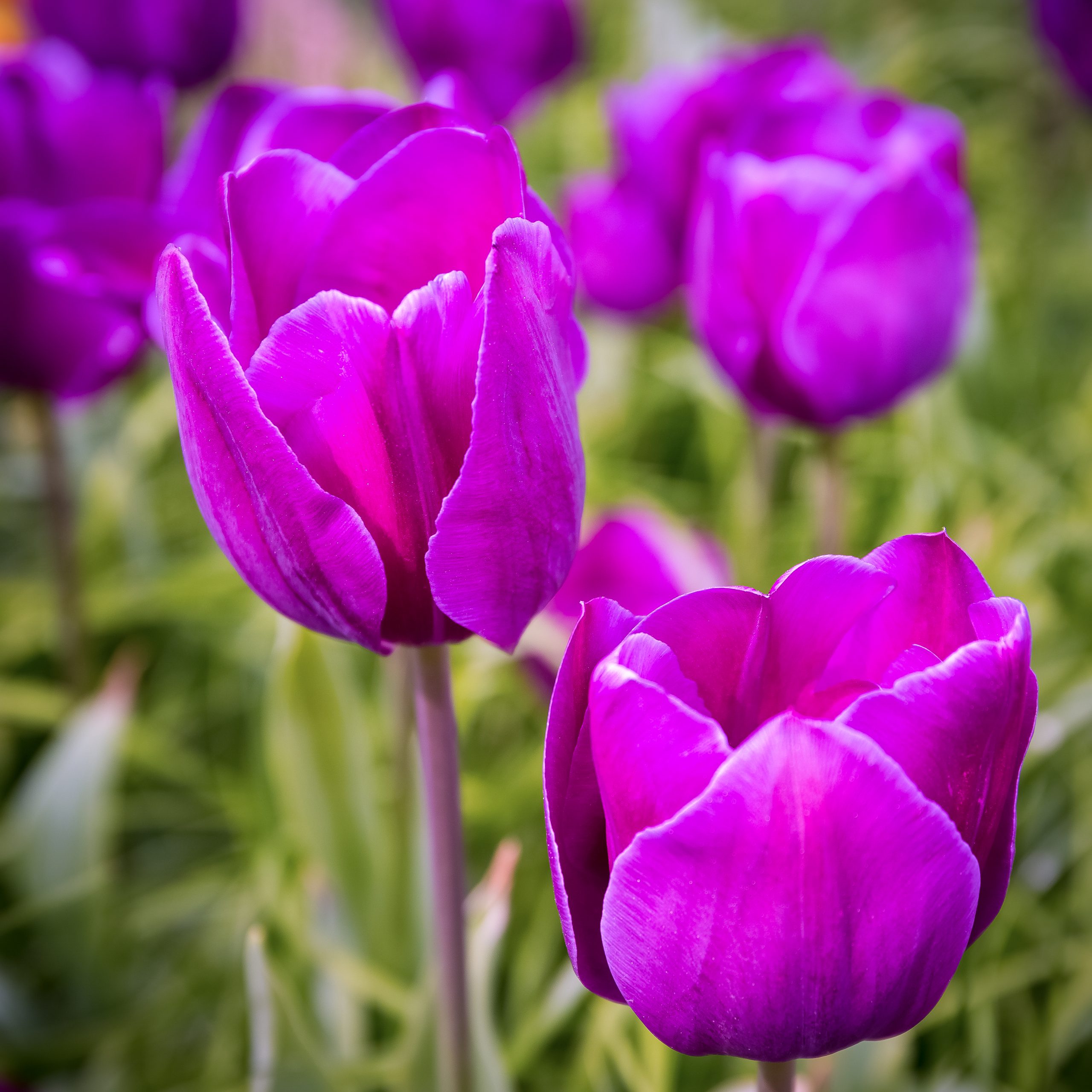 buchet de mireasa flori violet